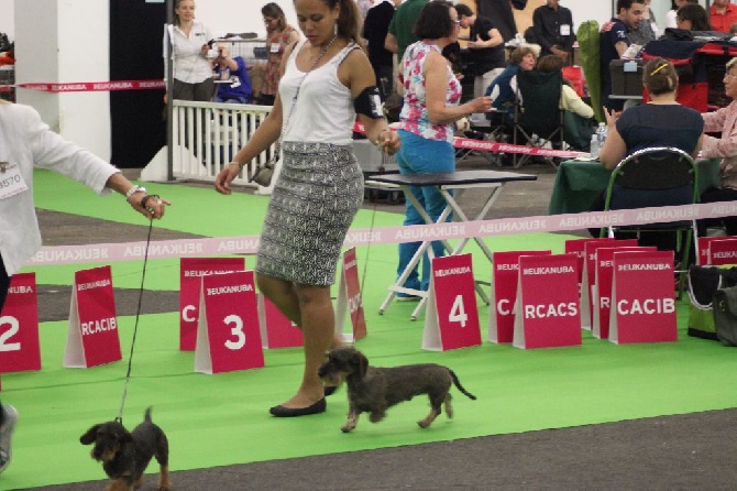 Lo Spirito Di Torrone - Championnat de France / World Dog Show 