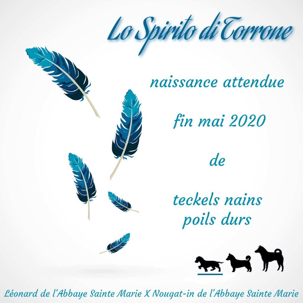 Lo Spirito Di Torrone - Chiots pour fin Mai 2020