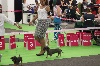  - Championnat de France / World Dog Show 